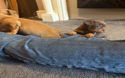 Jack Russell dogs for sale: Beautiful miniature jack russell puppies  - Image 21