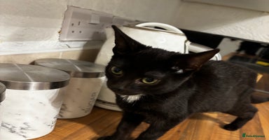 British Shorthair cats - Advert 9