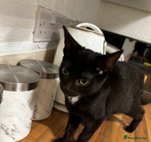 British Shorthair cats - Advert 9