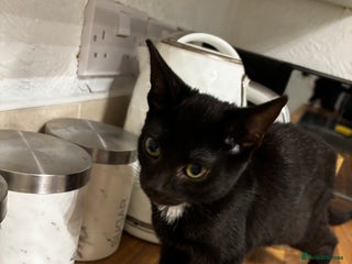 British Shorthair cats for sale - Advert 1