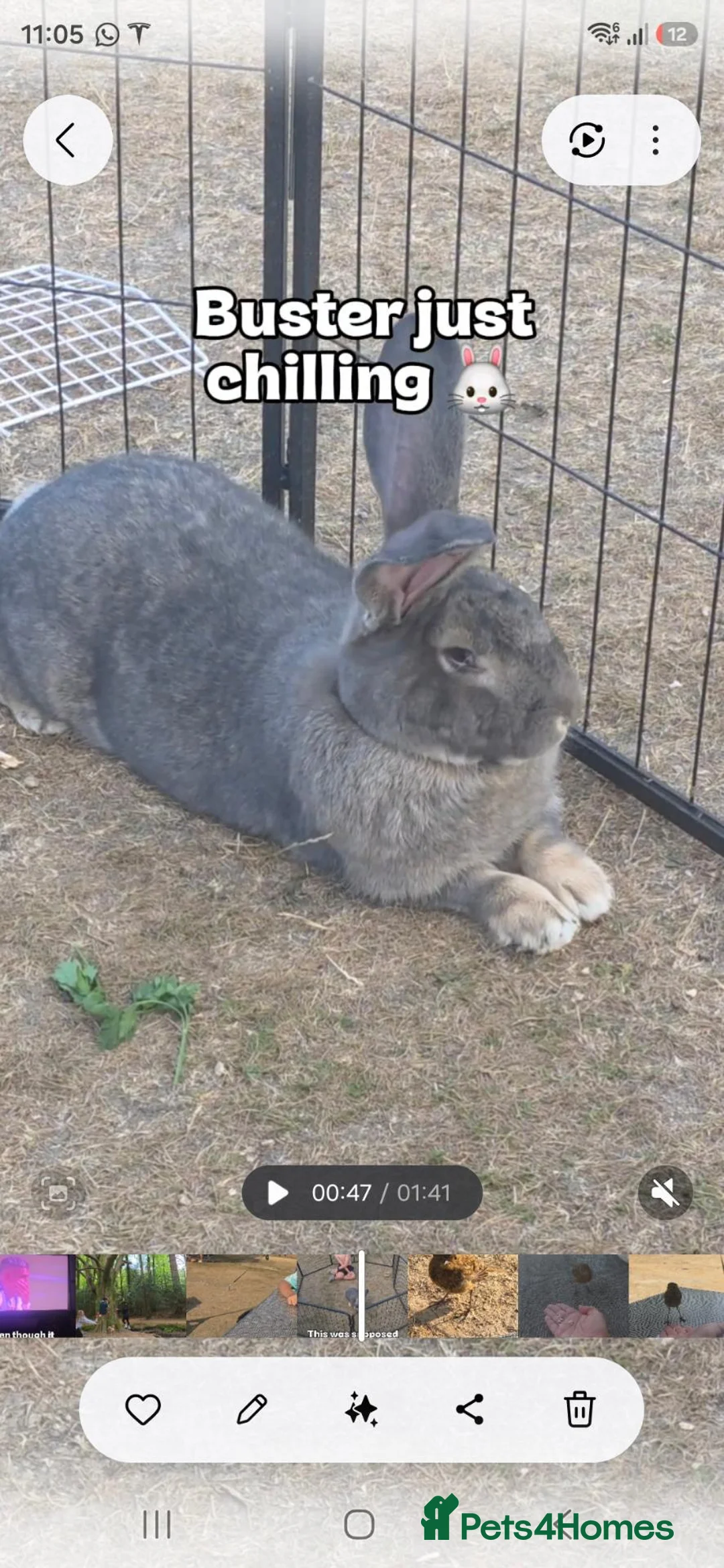 Continental Giant rabbits for sale: Giant contiental  - Advert 2
