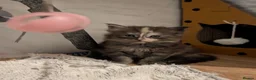 Maine Coon cats for sale: Stunning Tica pedigree kittens - Advert 5