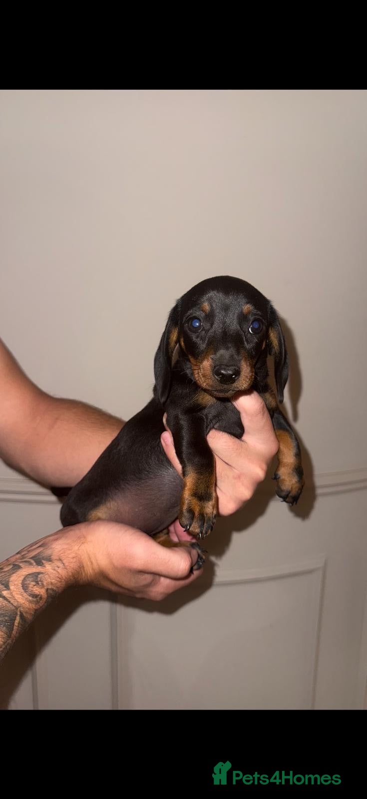 Miniature Dachshund dogs ready to leave kc miniature dachshunds  - Advert 1