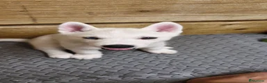 Siberian Husky 2