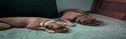 Dogue De Bordeaux dogs for sale: Thor and storm  in Mauchline - Advert 9