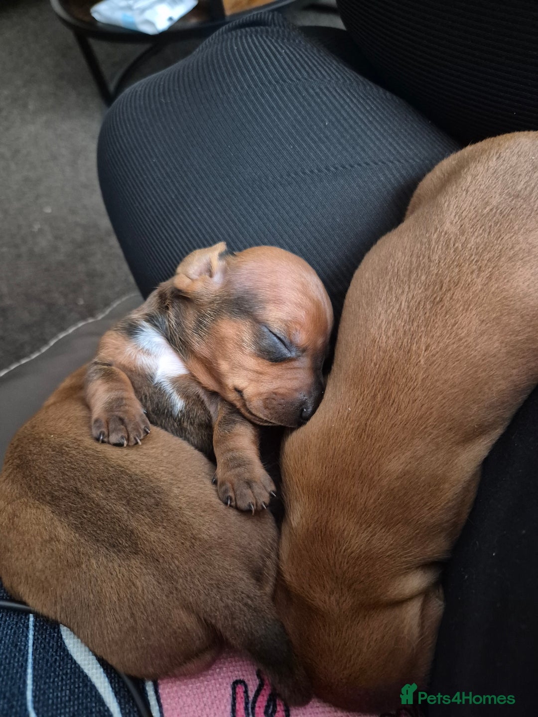 Dachshund dogs for sale: Dachshund puppies - Advert 7