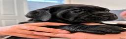 Cane Corso dogs for sale: Rare Solid Black Corso Female | Elite EU Bloodline in Canterbury - Advert 6