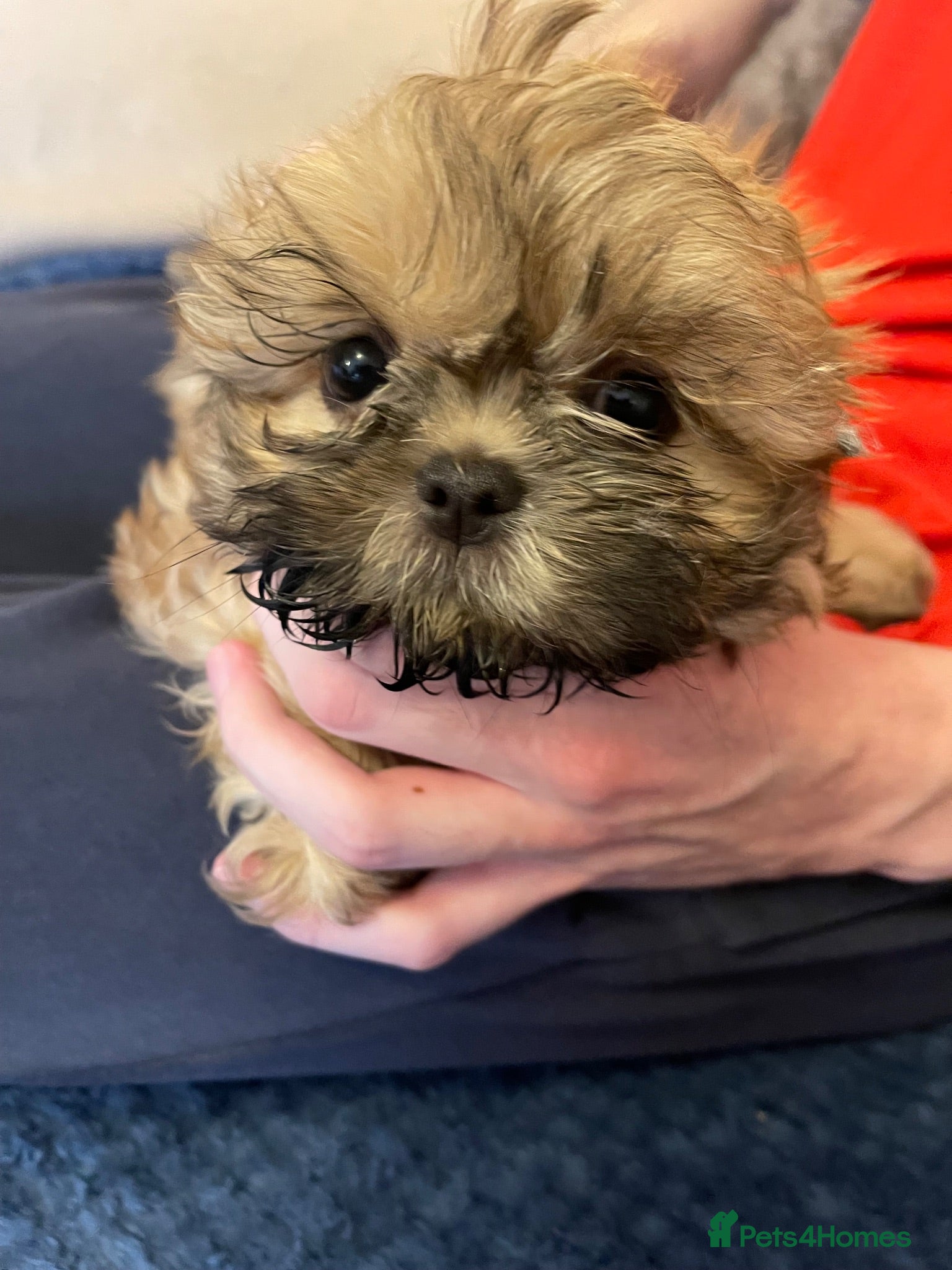 Shih Tzu dogs one girl left imperial shishi dobie shihtzu - Advert 3