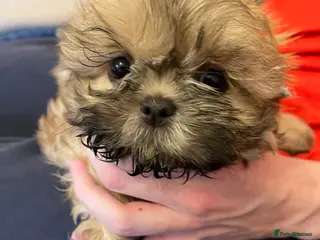 Shih Tzu dogs one girl left imperial shishi dobie shihtzu - Advert 3