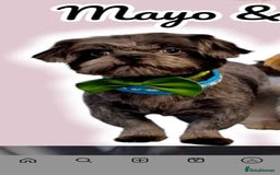 Shih Tzu dogs for sale: blue imperial karishishi boy kc reg - Image 1