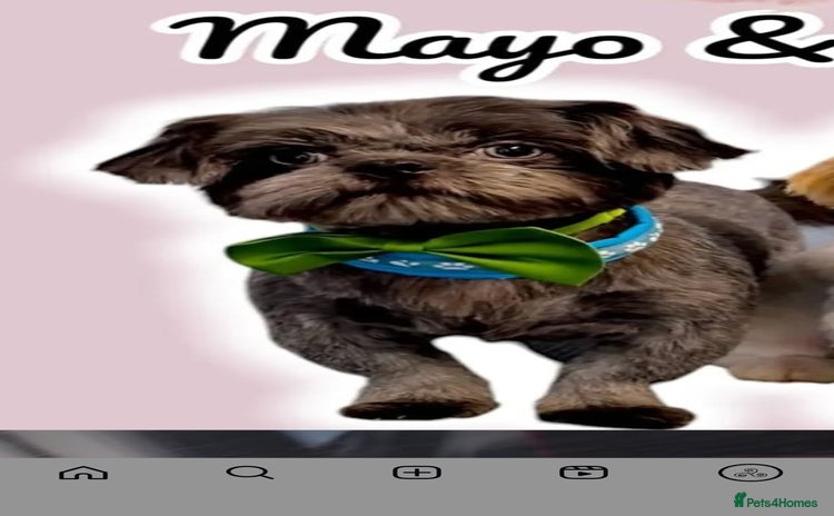 Shih Tzu dogs - Advert 2