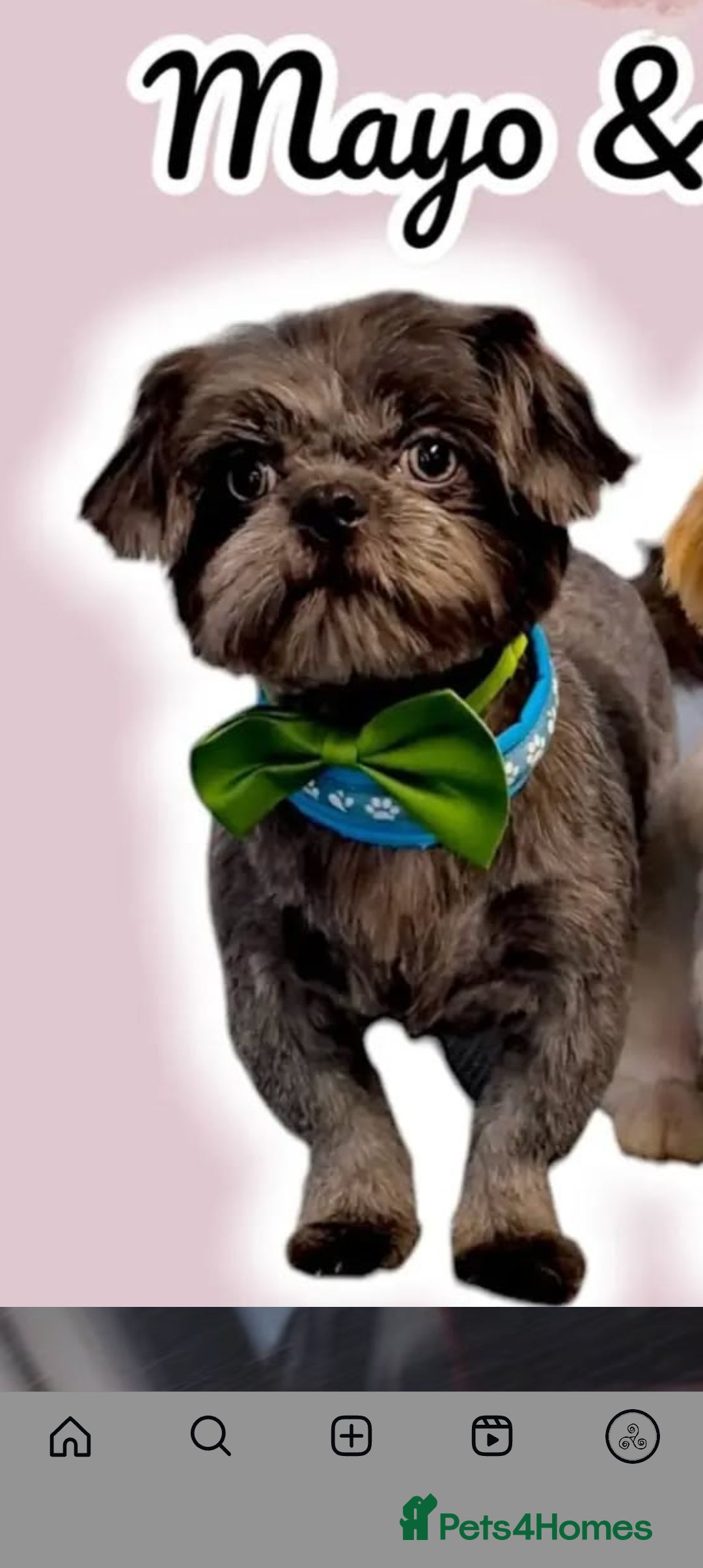 Shih Tzu dogs for sale: blue imperial karishishi boy kc reg - Image 1