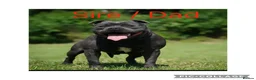 Staffordshire Bull Terrier dogs for sale: Staffordshire bull terrier pups blue kc - Advert 4