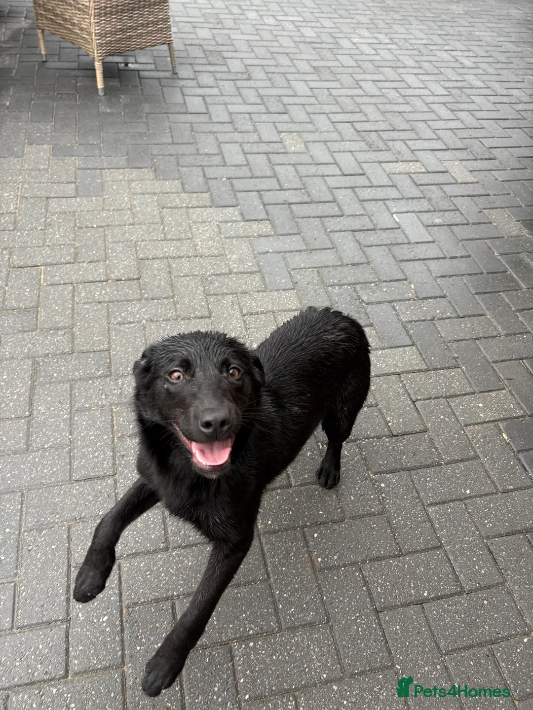 Sprollie dogs for sale: 7 month old sprollie - Advert 2