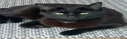 Bombay cats for sale: Kittens  - Advert 1