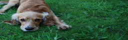 Cocker Spaniel dogs for stud: 2YO First time STUD Bailey Cocker Spaniel  - Advert 8