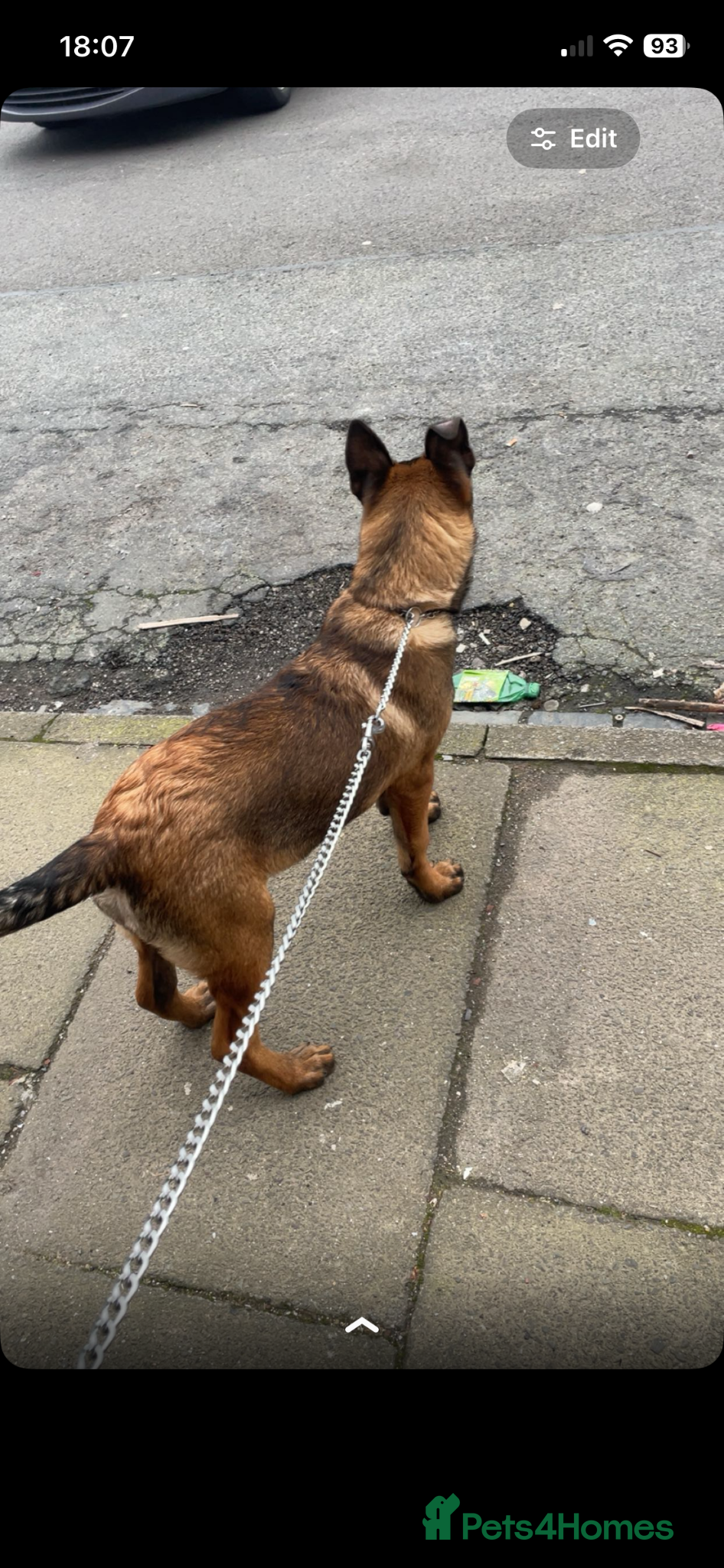 Belgian Shepherd Dog dogs 7 MONTH OLD MALE BELGIAN MALINOIS - Advert 14