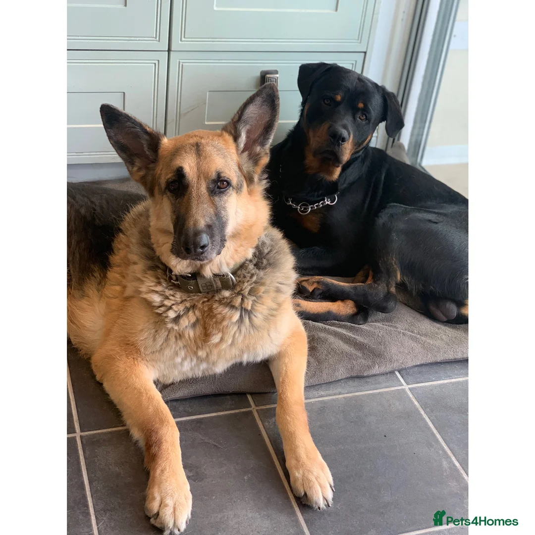 Rottweiler dogs for stud: Proven Rottweiler Available For Stud in Portland - Advert 7