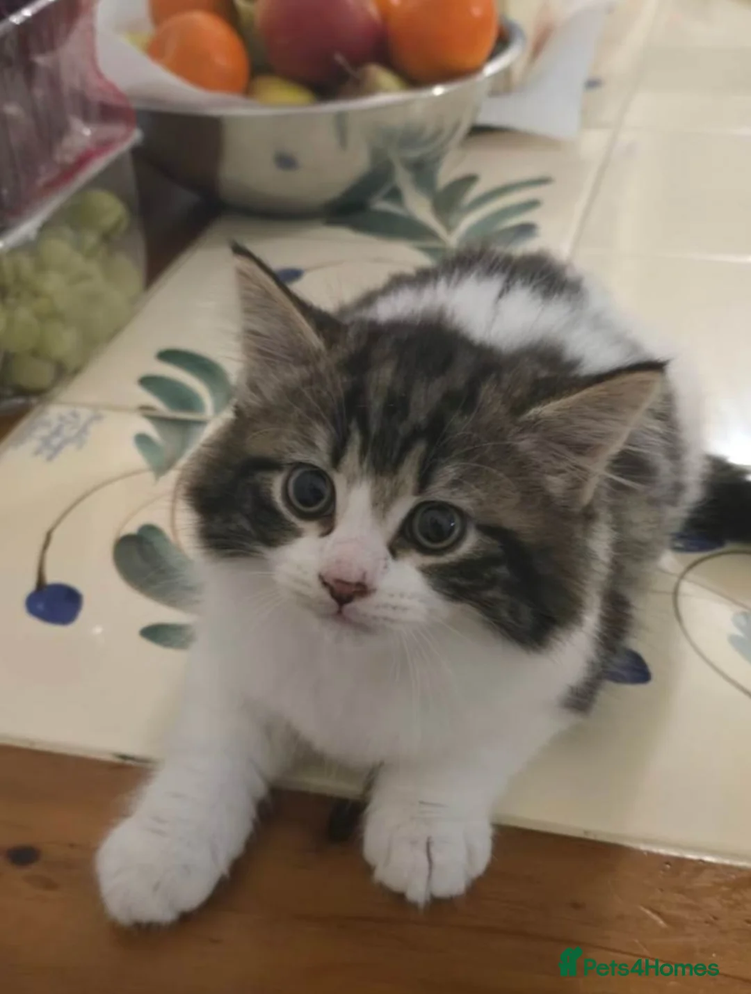 Mixed Breed cats for sale: MAINE COON BENGAL MIXED BOYS! in London - Advert 4