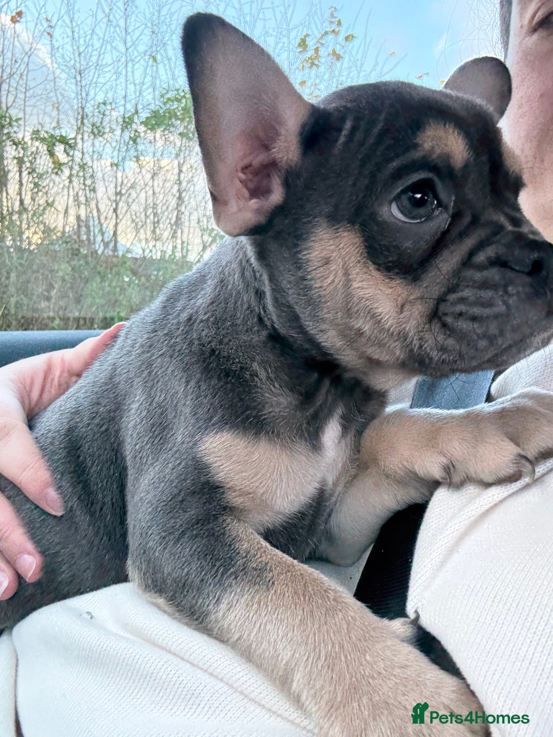 French Bulldog dogs for sale: French bulldog pup - Advert 2