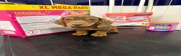 Dachshund dogs for sale: Beautiful miniature dachshund puppies for sale - Advert 3
