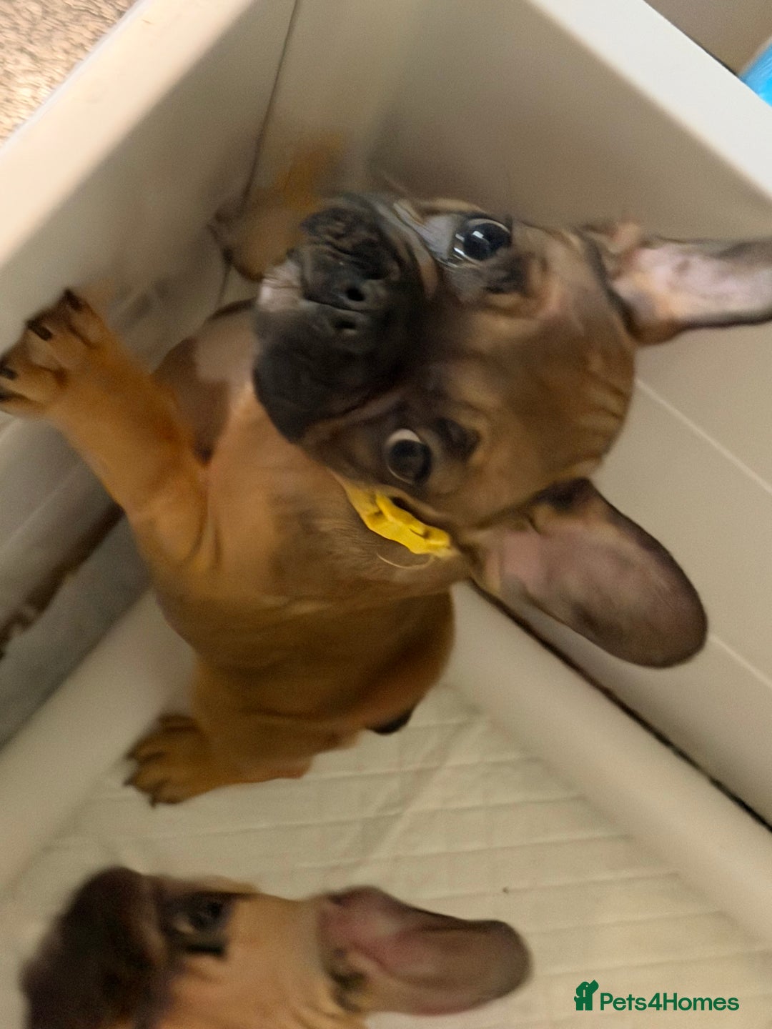 French Bulldog dogs for sale: READY NOW🐾 4 beautiful girls  - Advert 11