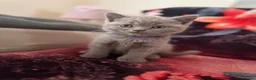 British Shorthair cats for sale: Gorgeous Cream and Lilac British Shorthairs - Advert 14