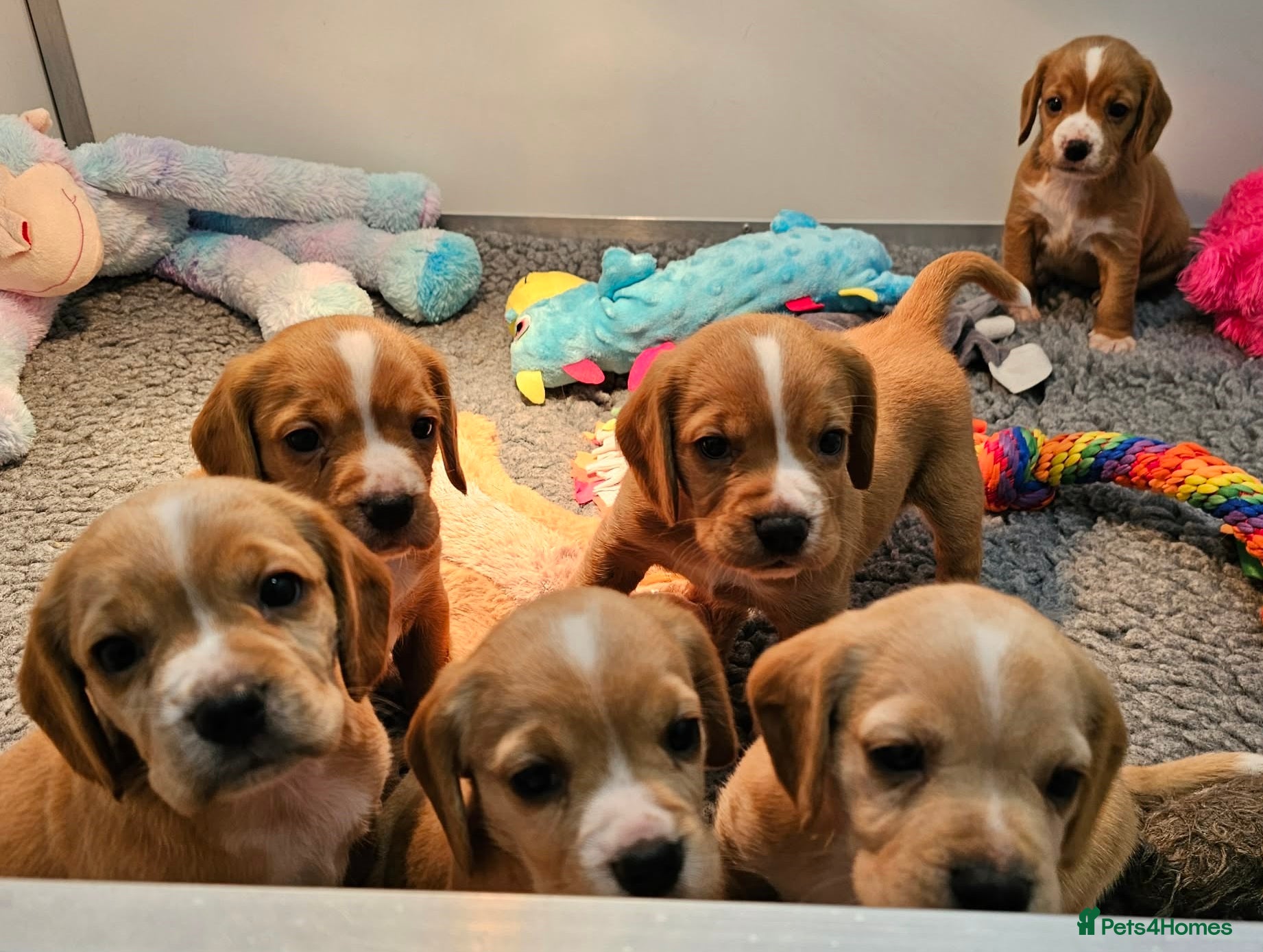 Bocker dogs Beautiful Red Bocker Pups - Ready 18.02.26 - Advert 4