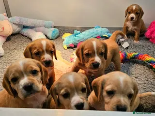 Bocker dogs Beautiful Red Bocker Pups - Ready 18.02.26 - Advert 12