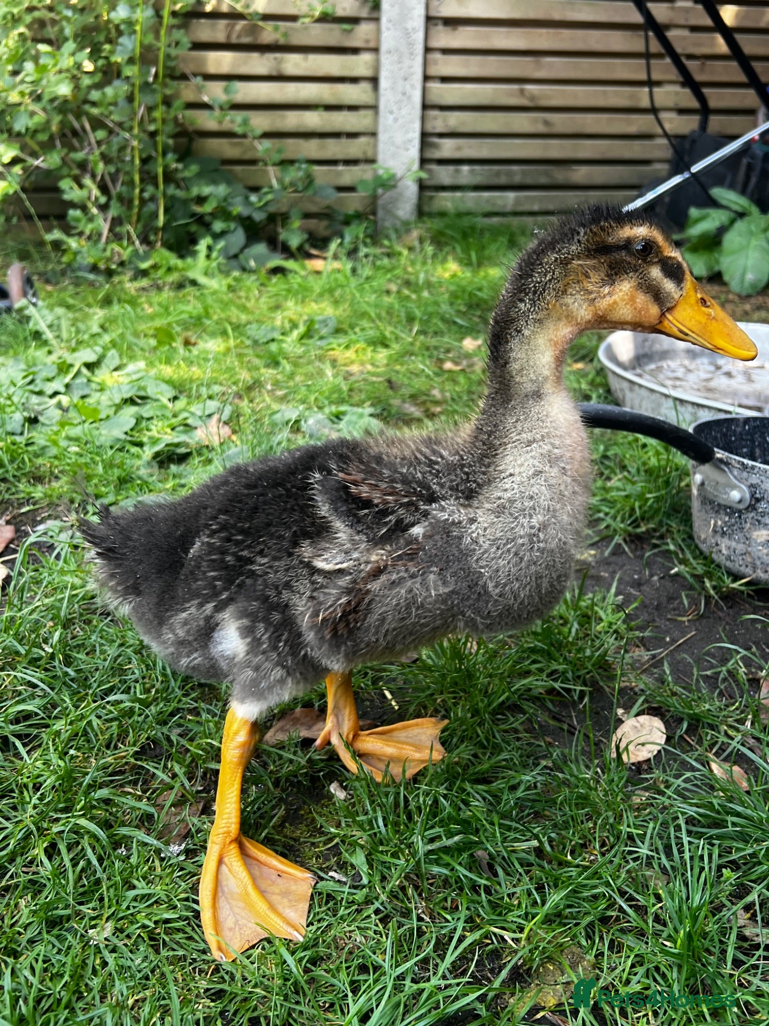 Ducks poultry Mixed ducks - Advert 2