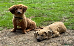 Mixed Breed dogs for adoption: MABEL- 4 months/playful/ loves dogs and kids  - Image 4