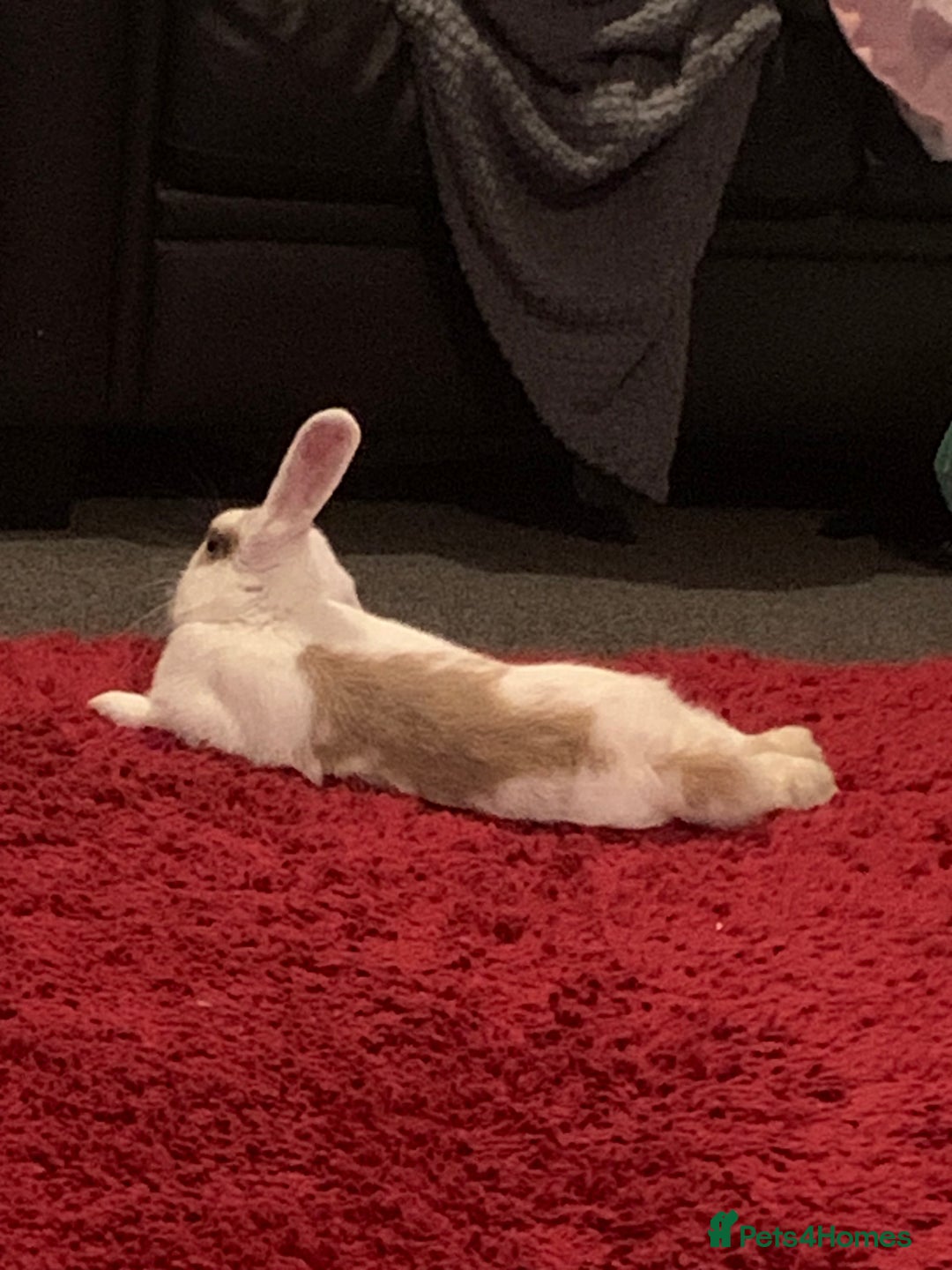 Dwarf Lop rabbits for sale: Small dwarf rabbit  - Image 3