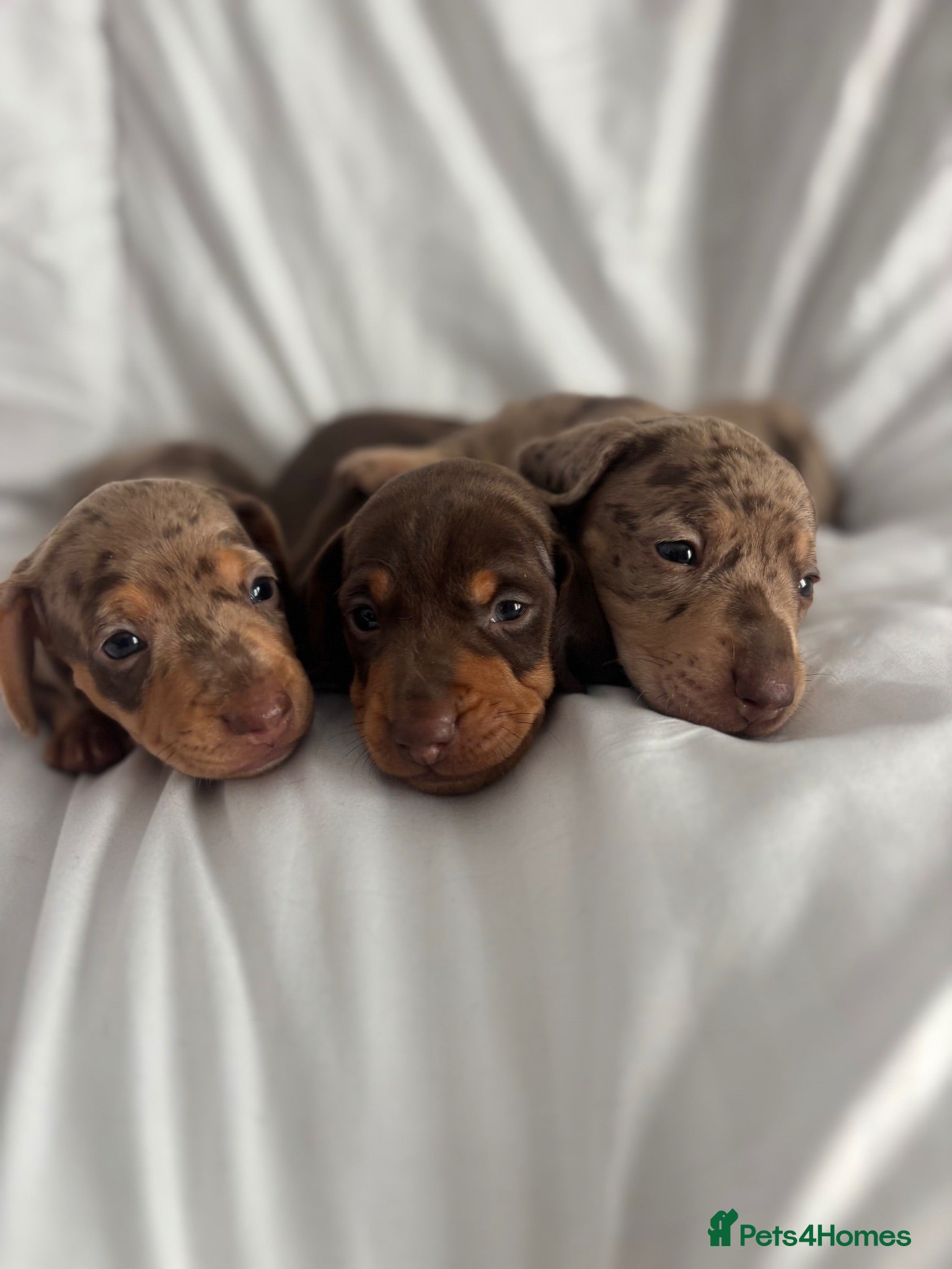 Miniature Dachshund dogs KC Reg Mini Dachshund Puppies - Advert 3