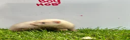 Ferret rodents for sale:     Baby Ferrets – Boys & Girls Available - Advert 4