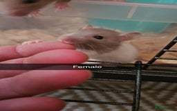 Rat rodents for sale: Baby male rats - Image 7