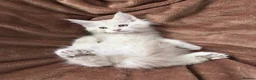 Maine Coon cats for sale: Bear Paw (🐾🐻 polydactyl) Maine Coon kittens TICA - Advert 18