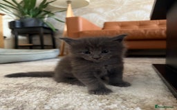 Maine Coon cats for sale: Maine Coon Kittens for sale - Image 21