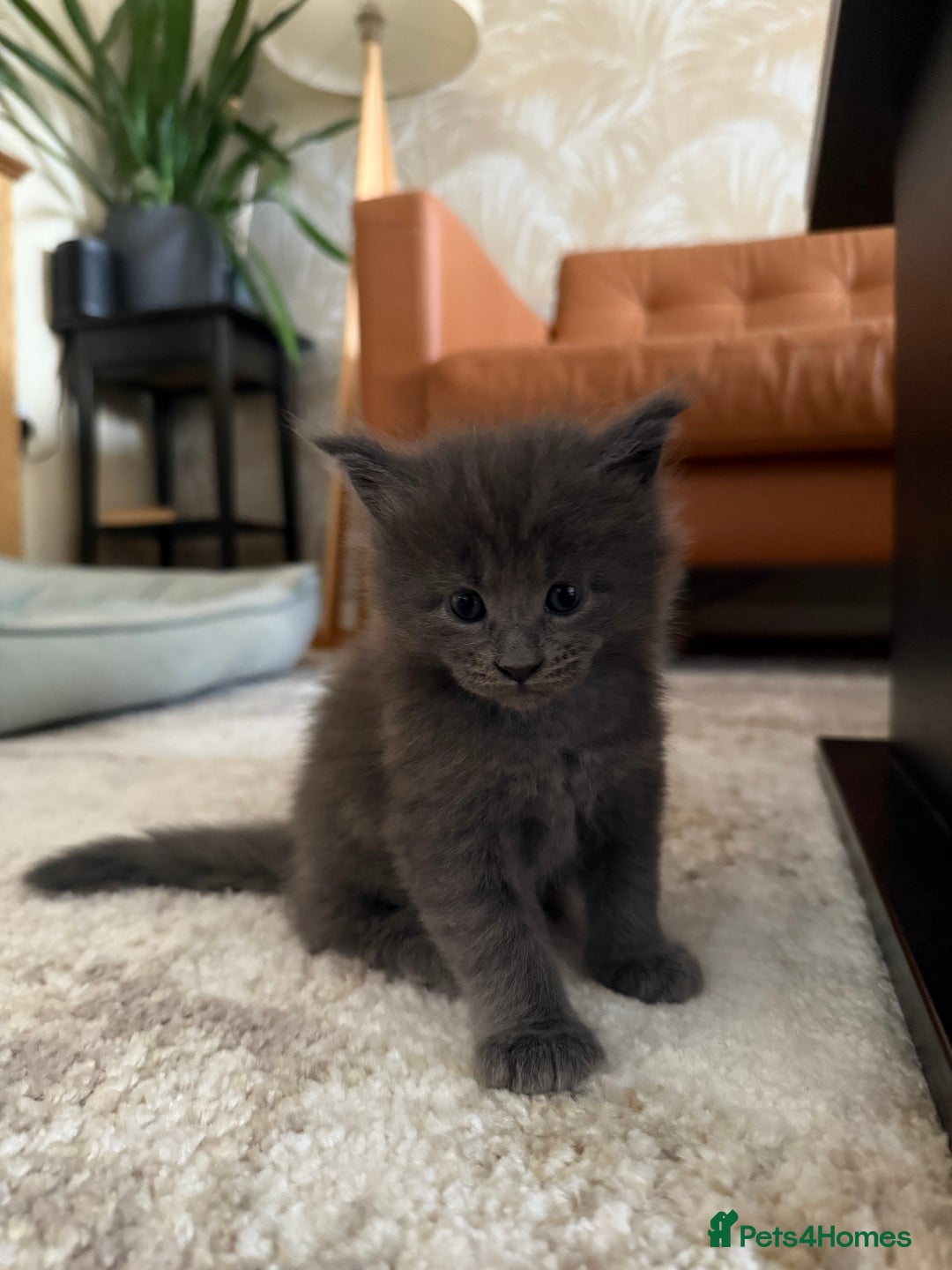 Maine Coon cats for sale: Maine Coon Kittens for sale - Image 21