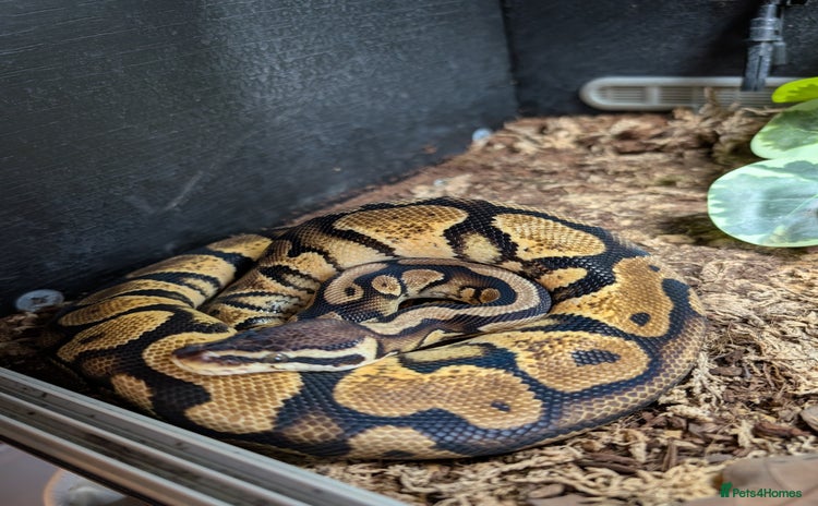Python Snake reptiles - Advert 1