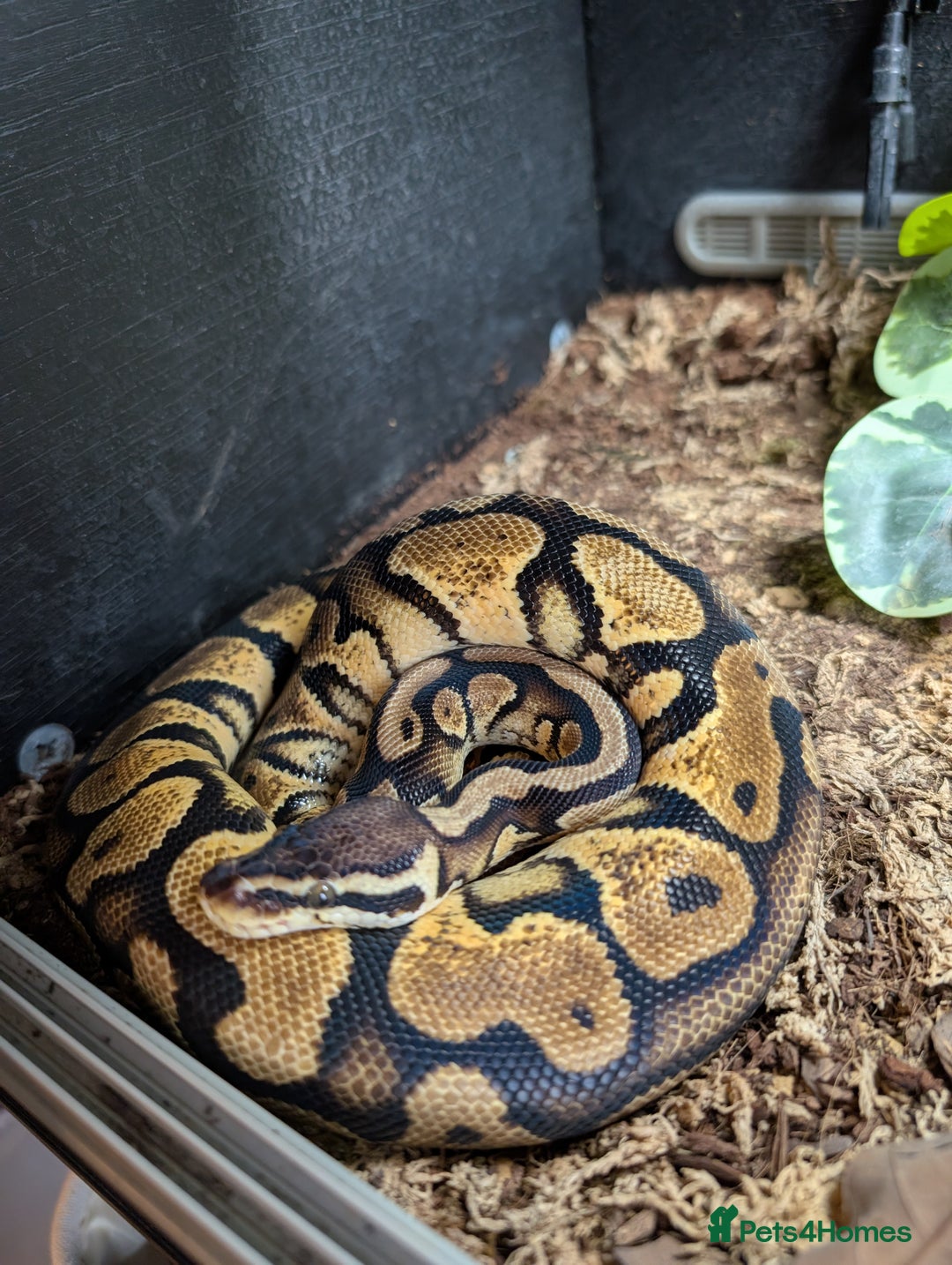 Python Snake reptiles for sale: Female Ball python & full set up included  - Image 1