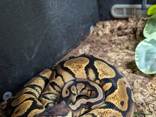Python Snake reptiles - Advert 3