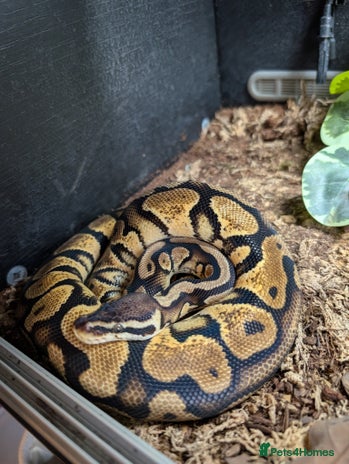 Python Snake reptiles - Advert 8