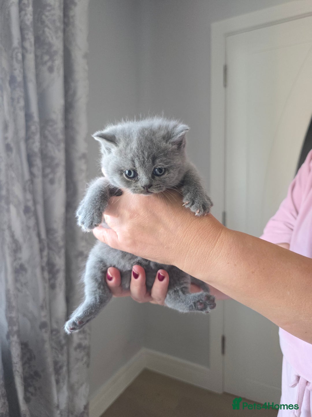 British Shorthair cats for sale: BRITISH SHORTHAIR KITTENS  - Image 11