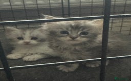 Maine Coon cats for sale: Pedigree Mainecoon females - Image 4