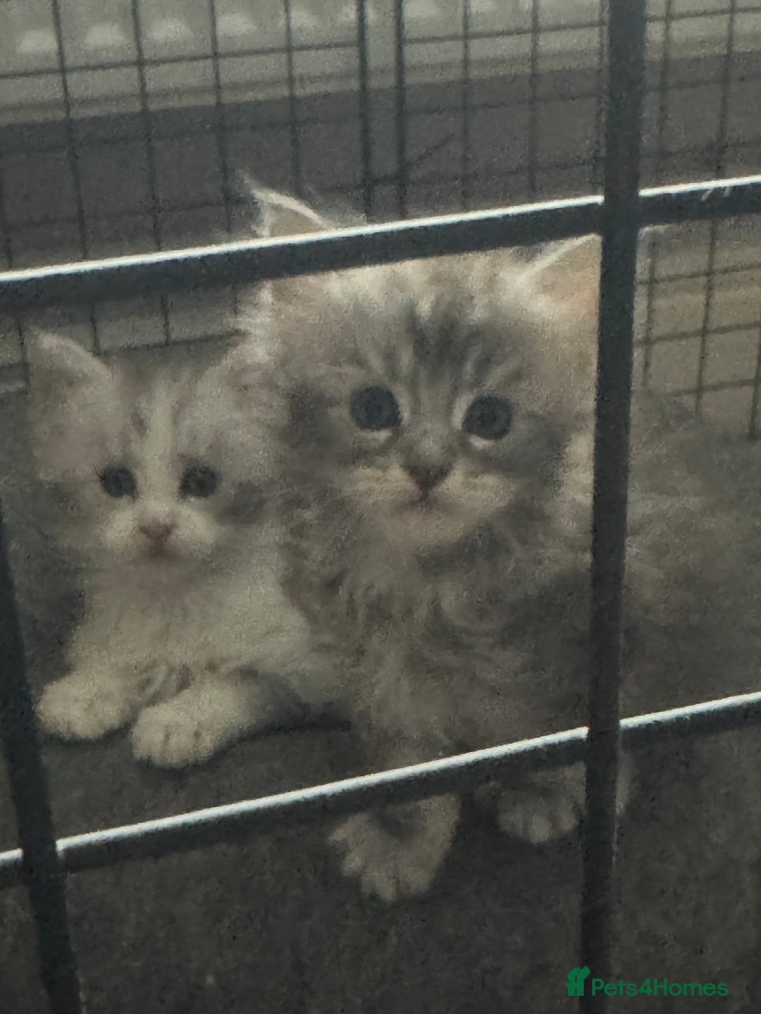 Maine Coon cats for sale: Pedigree Mainecoon females - Image 4