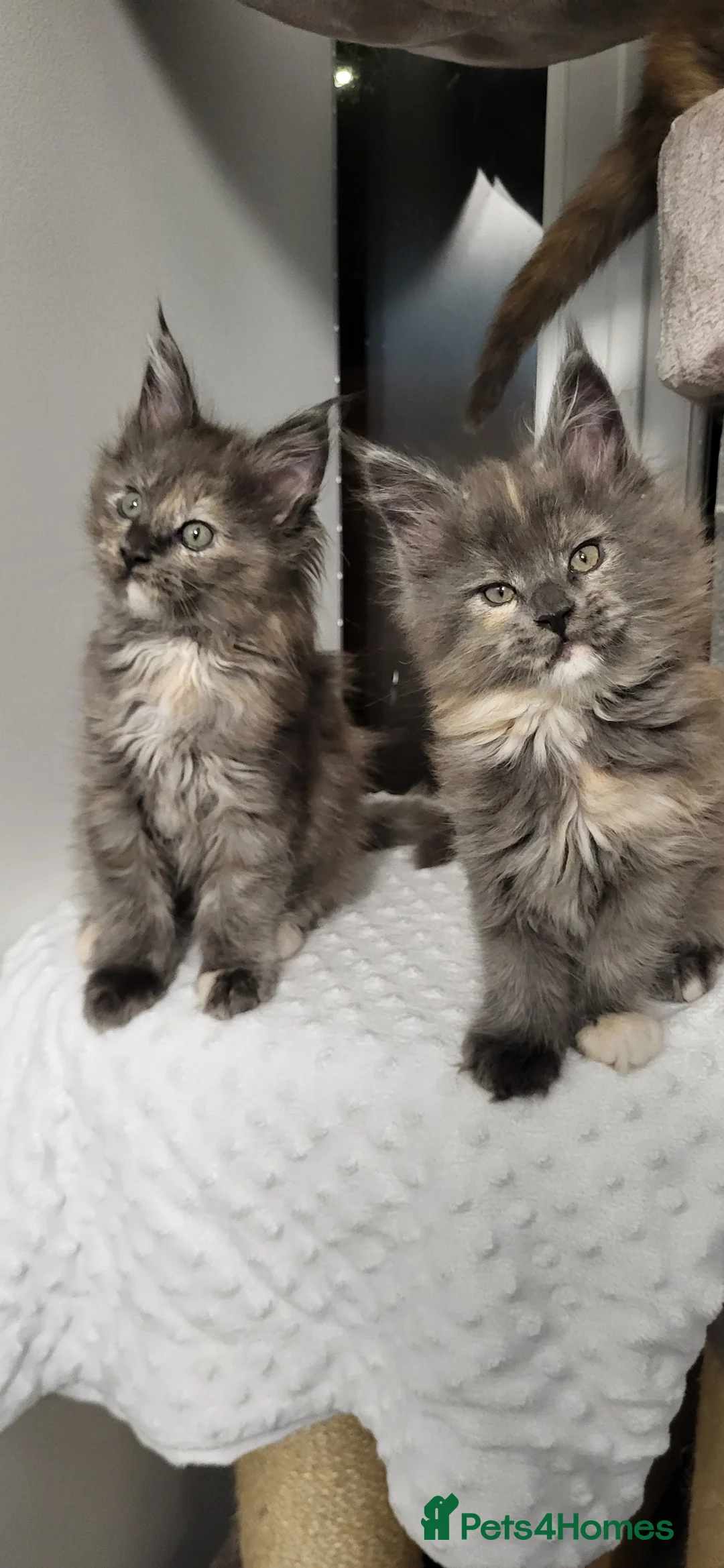 Maine Coon cats for sale: GCCF - Maine Coon Kittens - Advert 4