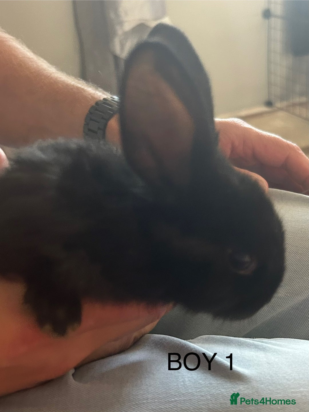 Mixed Breed rabbits for sale: Mixed breed rabbits - Image 3