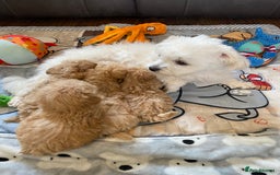 Maltipoo dogs for sale: Tiny Maltipoo Puppies - Image 17