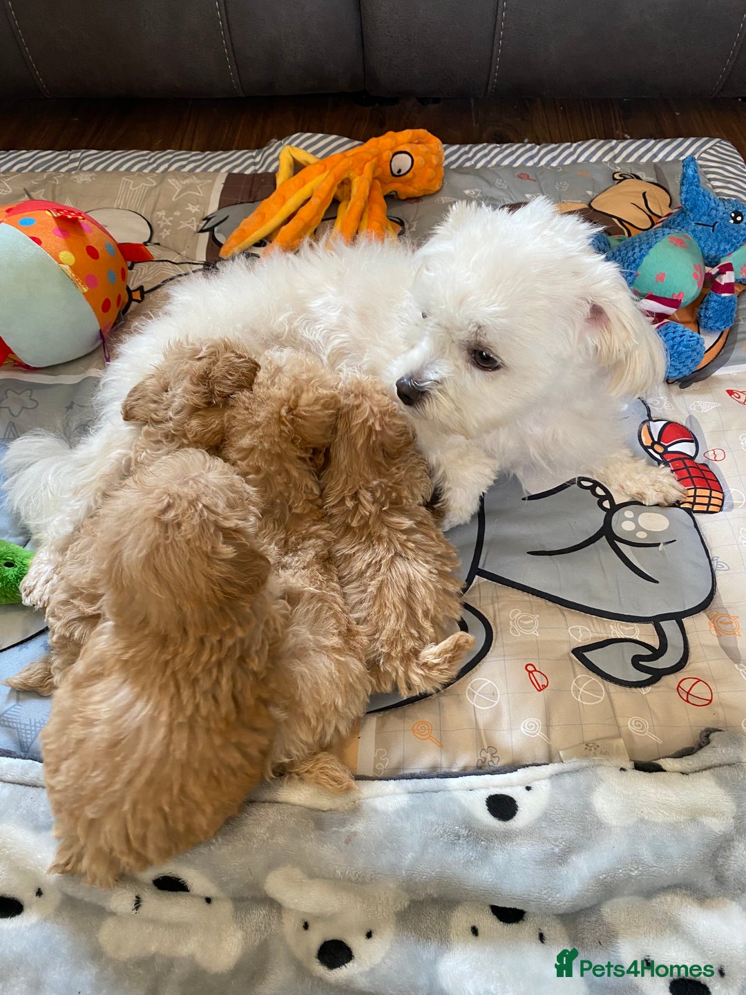 Maltipoo dogs for sale: Tiny Maltipoo Puppies - Image 17