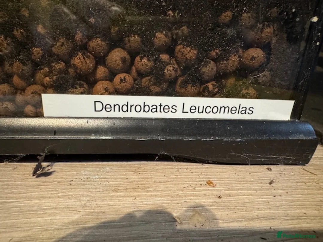 Frog reptiles for sale: Dendrobates Leucomelas Bumble Bee Frogs - Advert 6